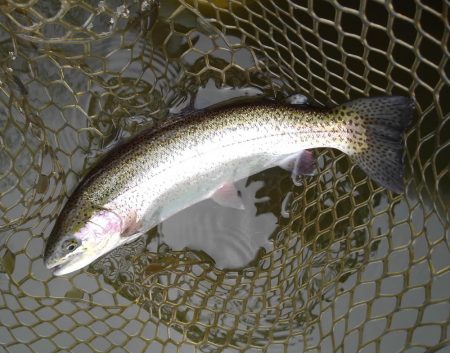 大安トラウトレイク釣果